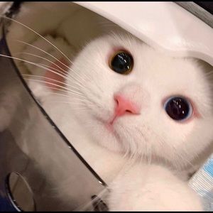 Meet your Posher, Hai au